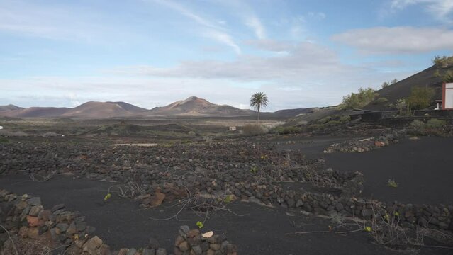 Volcanic landscape and vineyards, La Geria, Uga, Las Palmas, Lanzarote