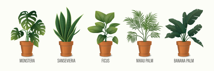 Vector House Plant in Pot Icon Set - Monstera, Sansevieria, Banana Palm, Ficus, Rhopalostylis, Nikau Palm in Pots Isolated on White. Houseplants Collection, Interior Plants. Vector Illustration