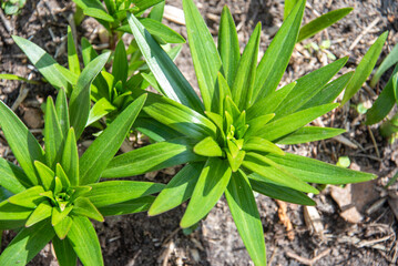 Lush sprouts of a garden lily without flowers.