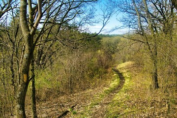 Spring landscape view of the Ice Age Trail passing through a hilly forest near Palmyra, WI.