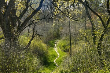 Fototapeta premium On a sunny Spring day, the view of the Ice Age Trail passing through a landscape of bright green in a forest near Palmyra, WI.