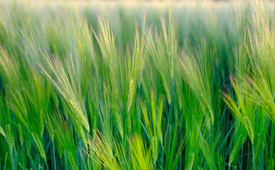 close-up of ears of rye in the sunset rays sway in wind, beautiful summer landscape, blurred background, concept of rich harvest of bread, grain import, export abroad, growing crops