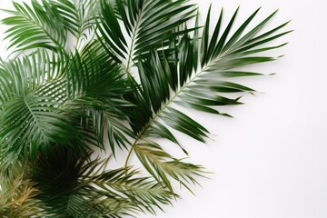 detailed and realistic close-up of a single palm leaf on a clean white background Generative AI