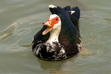Muscovy Duck
