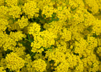 Closeup of Yellow flowers of Basket-of-gold plant or Aurinia saxatilis (Alyssum saxatile) in garden background.