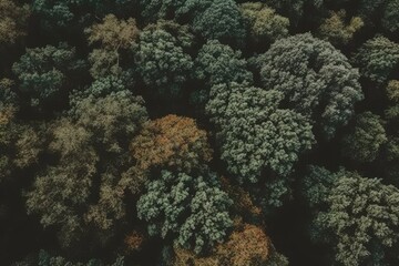 Naklejka na ściany i meble dense forest seen from an aerial perspective Generative AI