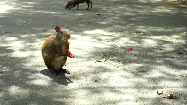 Agouti is Eating in the Park in Rio de Janeiro, Brazil. Sunny Day. Handheld Shot