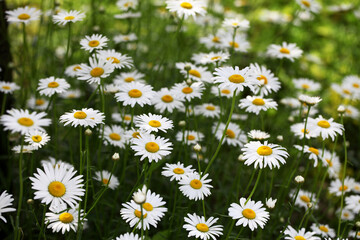 Shasta Daisy Garden