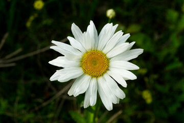 Shasta Daisy