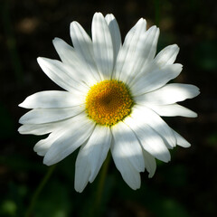 Shasta Daisy