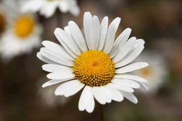Shasta Daisy