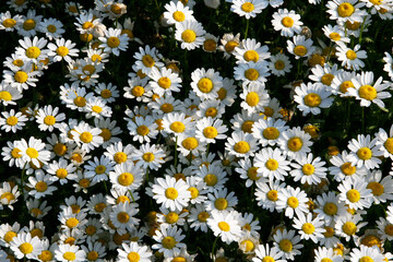 Shasta Daisy Garden