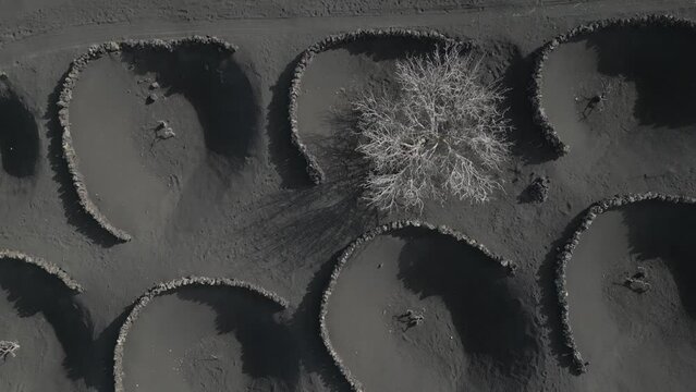 Aerial shot of vineyards at La Geria, Timanfaya National Park, Las Palmas, Lanzarote