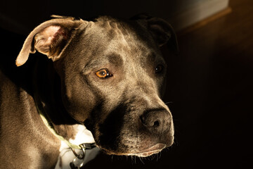 pitbull female has spotted something in a low key close up portrait