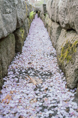 wall