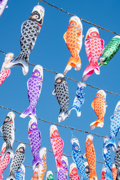 Colorful koinobori carp flags during the kodomo no hi (Children's Day) festival in Japan