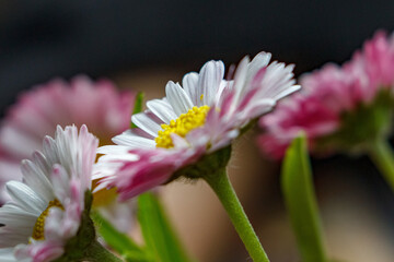 Flower blooming macro 