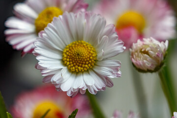 Flower blooming macro 