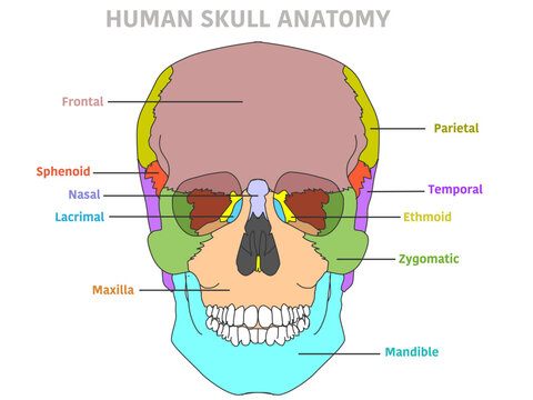 Skull bones diagram, front. Cranium colorful parts structure, anterior. Ethmoid, nasal, sphenoid, mandible, zygomatic, maxilla, temporal, frontal, parietal. Brain protection. Vector illustration