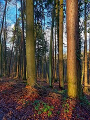 Obraz premium autumn forest in the autumn