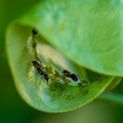 Symbiosis: ants taking care of aphids and their young on green leaves