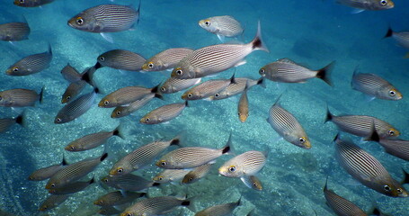 Obraz premium Cost Rica Sea Life