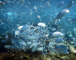 Fototapeta na wymiar Cost Rica Sea Life