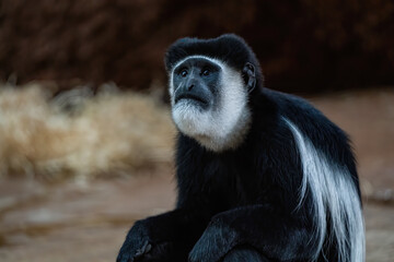 encountered animals on the roads