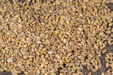 Cheap tasteless barley porridge close-up