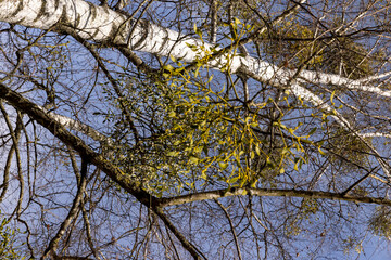 Tall birch trees in early spring without foliage