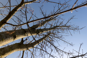 maple tree in sunny weather in early spring