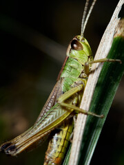 grasshopper on the grass