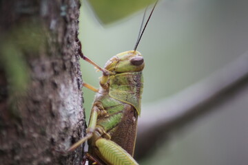 close up view of grasshopper on a tree branch