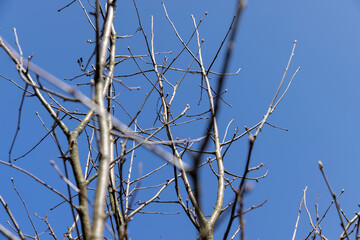 rowan tree in sunny weather in early spring