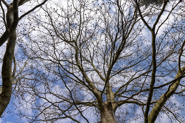 sycamore tree with hanging balls in early spring