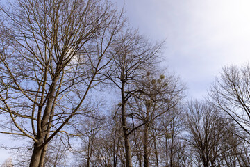 Bare trees in sunny spring weather, bare deciduous trees