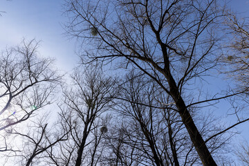 Branches of deciduous trees in the park in spring sunny weather