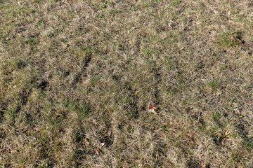 grass growing in early spring in windy weather