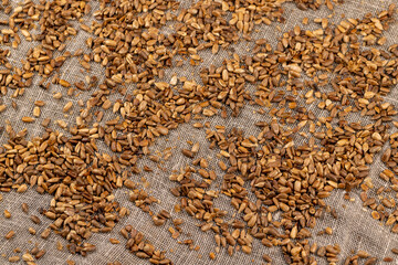 heavily fried sunflower seeds close up