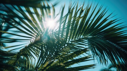 Photo of sun rays passing through the lush green palm tree leaves, beach summer concept, background