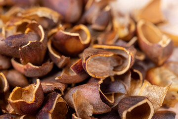 a bunch of pine nuts in the shell