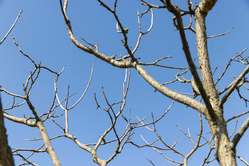 Fototapeta na wymiar catalpa bignoniform tree in sunny weather in early spring