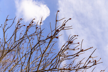 Tall deciduous trees in early spring without foliage
