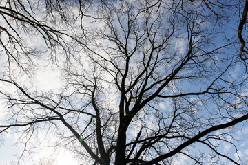 deciduous trees without foliage in spring