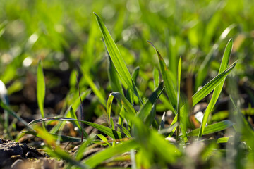 green wheat sprouts in early spring, green winter wheat