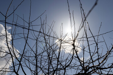 apple tree in sunny weather in early spring