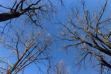 leafless trees in early spring in sunny weather