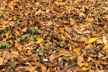 Orange maple foliage on the ground during leaf fall