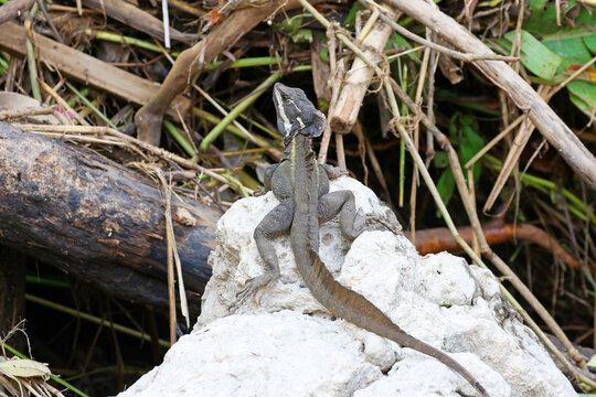 Brown basilisk sunbathing on a rock, Costa Rica. Central America
