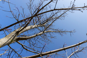 maple tree in sunny weather in early spring